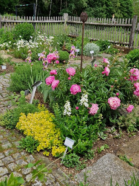 Blumenbeet mit rosa Pfingstrosen und Frauenmantel im Kräutergarten