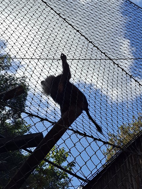 Affe im Gehege