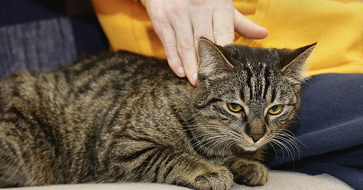 Katze wird gestreichelt