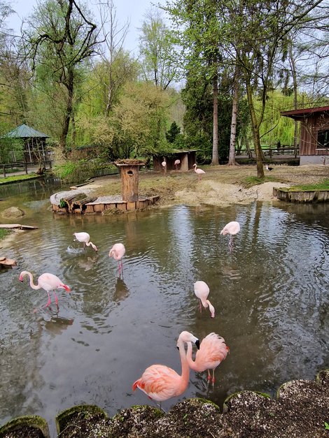 Flamingos Tierpark Haag