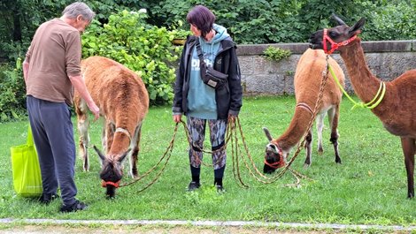 Lamas beim Sommerfest