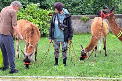 Lamas beim Sommerfest