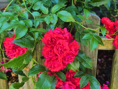 rote Rosen