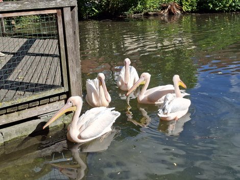 5 Pelikane im Wasser