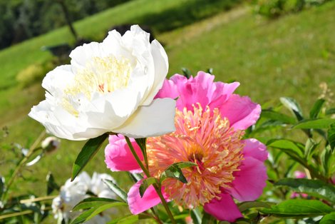 Pfingstrosen im Garten