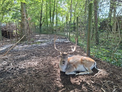 Dammwild liegt im Gehege