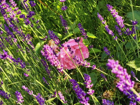 Lavendel und Rose