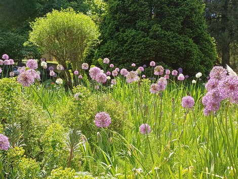 Gruppe von Zierlauch im Blumenbeet