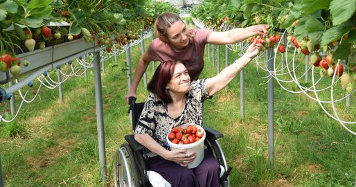 Ergotherapeutin und Bewohnerin beim Erdbeerpflücken