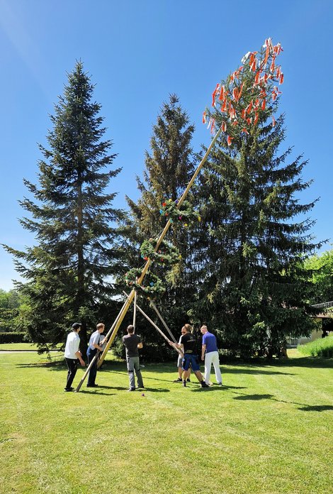 Maibaum wird aufgestellt