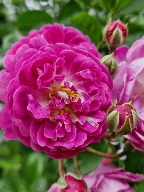 pinkfarbene Pfingstrose