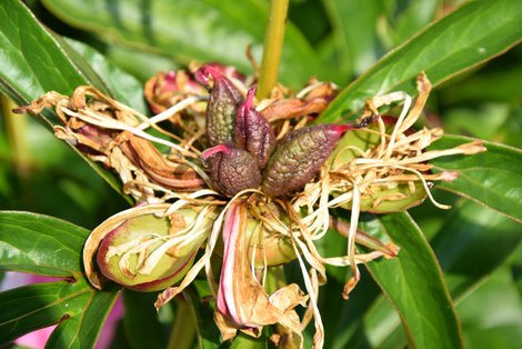 Pfingstrosen im Garten