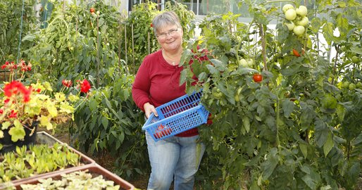 Bewohnerin bei der Tomatenernte