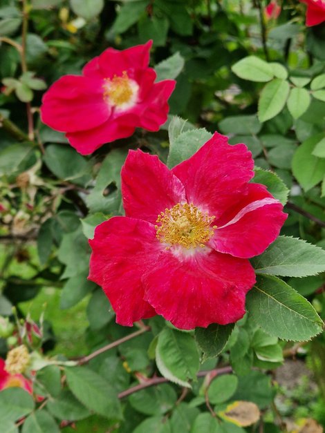 rote Rosen