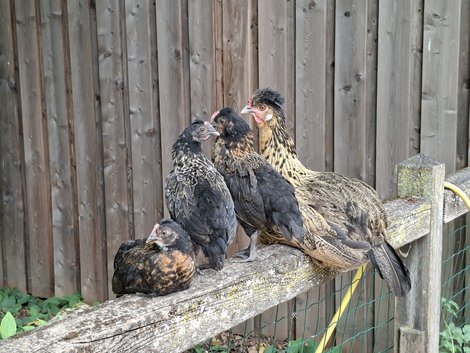 seltene Vogelart auf Holzzaun