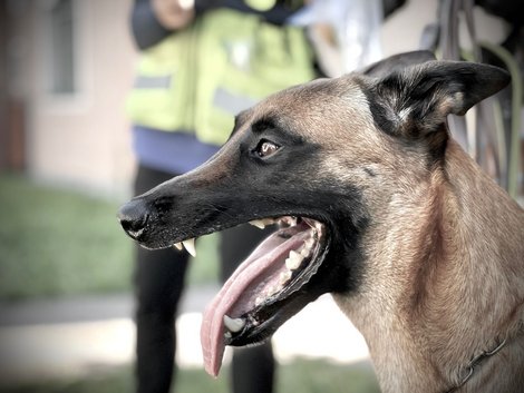 Mantrail Gmunden Schäferhund