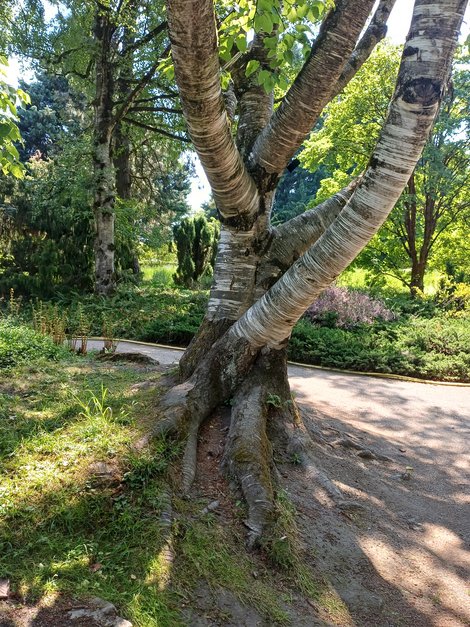 Baum mit vielen Stämmen im Botanischen Garten