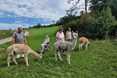 BewohnerInnen und 3 Alpakas im grünen Gras