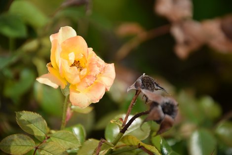 verwelkende gelbe Rose