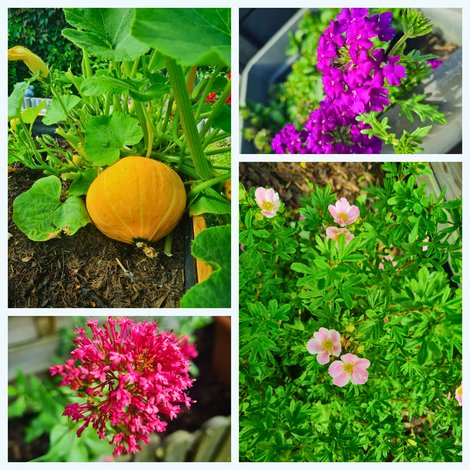 Pflanzencollage