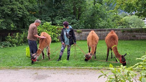 Lamas beim Sommerfest