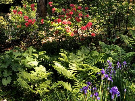Farne im Botanischen Garten