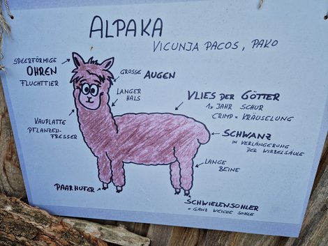 Zeichnung mit Alpaka-Beschreibung