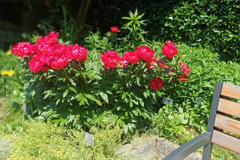 rote Pfingstrosen im Botanischen Garten