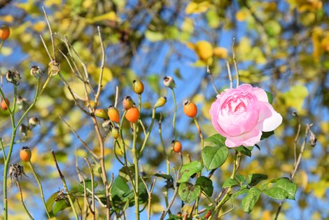 Rose und Hagebutten