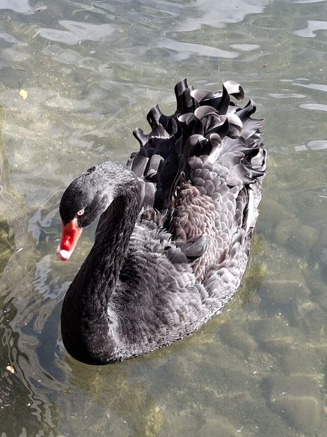 schwarzer Wasservogel mit rotem Schnabel