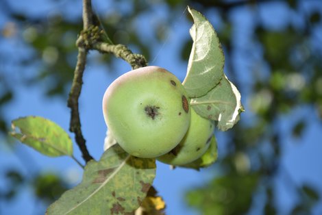 Äpfel