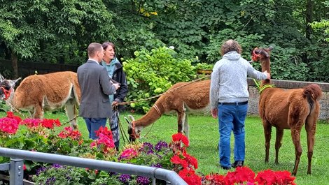 Lamas beim Sommerfest