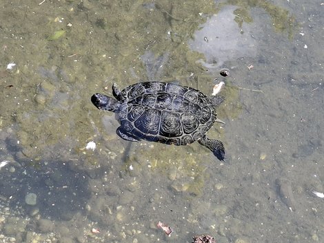 Wasserschildkröte