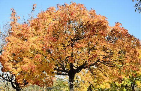 Baum im Herbst