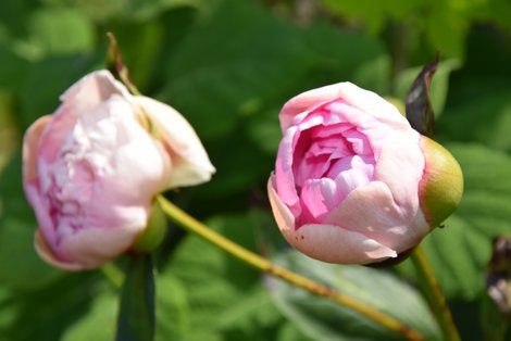 Pfingstrosen im Garten