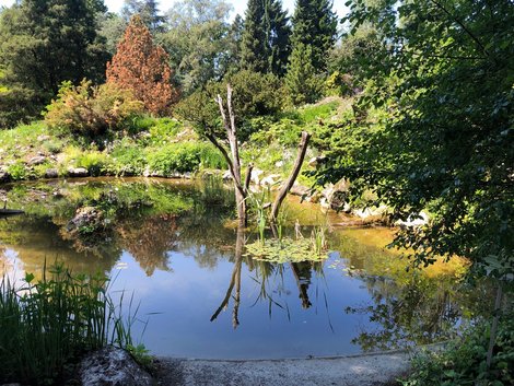 Teich im Botanischen Garten