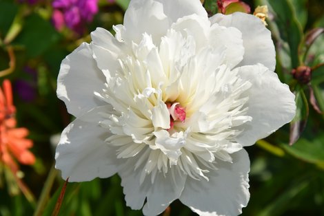 Pfingstrosen im Garten