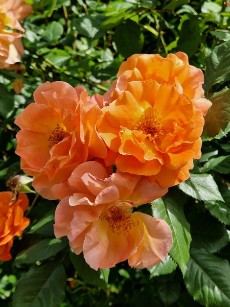 orange Rosen
