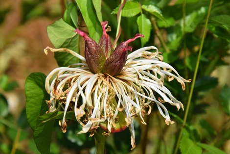 Pfingstrosen im Garten