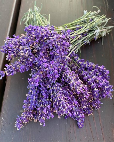 Lavendel