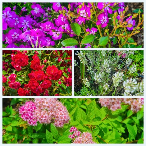 Pflanzencollage
