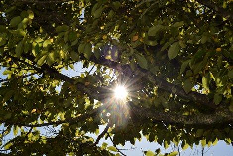 Sonnenstrahlen durch Blätterdach