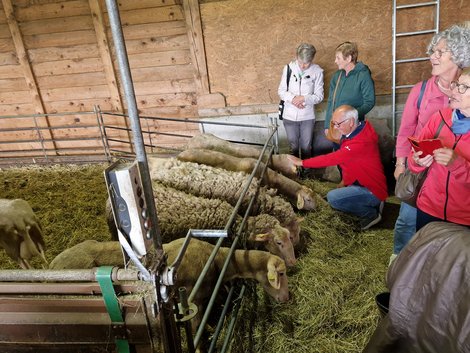 Einige ehrenamtliche MitarbeiterInnen bei den Schafen im Stall