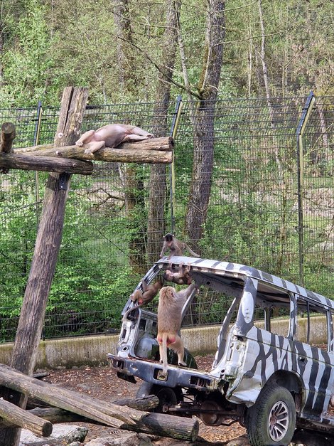 Affengehege Tierpark Haag